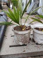 Palmboompjes, Tuin en Terras, Planten | Tuinplanten, Ophalen