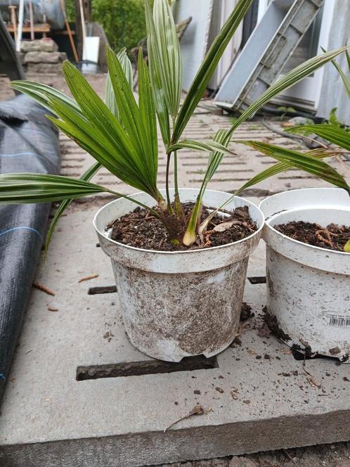 Palmboompjes, Tuin en Terras, Planten | Tuinplanten, Ophalen