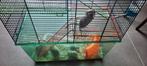 Mooie 4 jonge gerbils/woestijnratjes, Dieren en Toebehoren, Overige typen, Tam