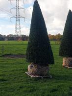 Taxus kegel, Tuin en Terras, Planten | Bomen, Bloeit niet, Overige soorten, 250 tot 400 cm, Ophalen