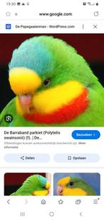 Gezocht ! Zoek koppel barraband parkieten met blauwe streep, Dieren en Toebehoren, Vogels | Parkieten en Papegaaien