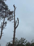 Abattage élagage des arbres, Tuin en Terras, Planten | Bomen, Ophalen of Verzenden