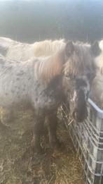 Prachtige appaloosa, Animaux & Accessoires, Moutons, Chèvres & Cochons