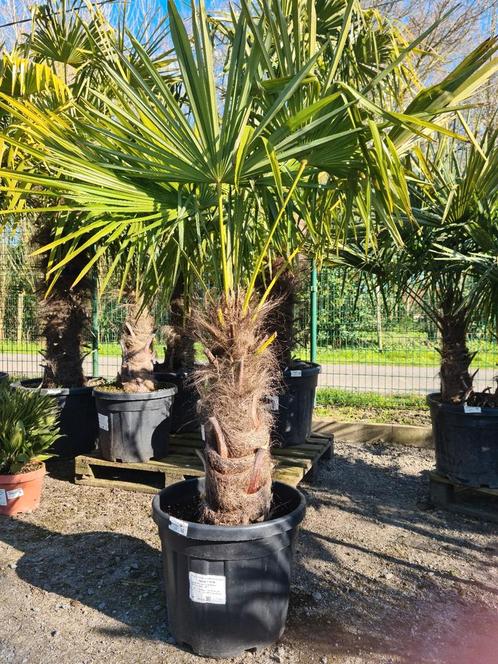 Palmboom Trachycarpus Fortunei, Tuin en Terras, Planten | Bomen, Palmboom, Halfschaduw, Ophalen