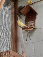 Mannelijke gele kanarie, Dieren en Toebehoren, Vogels | Kanaries, Mannelijk, Zangkanarie