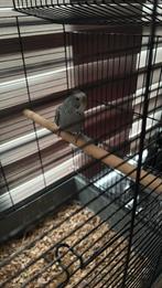 Grasparkietje, Mannelijk, Parkiet