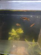 Endler man, Dieren en Toebehoren