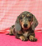 Des chiots teckels super mignons !, 15 semaines à 1 an, Étranger, Poils courts, Hépatite contagieuse (maladie de Rubarth)