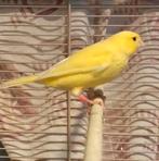 Koppel kanaries, Dieren en Toebehoren