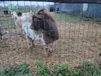 Zeer mooie en lieve chocolade stippel dwergeitbok, Dieren en Toebehoren