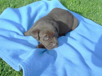 Chocolade labrador pups beschikbaar voor biedingen