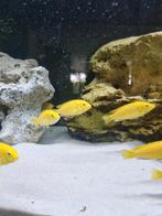 labidochromis caeruleus groep 4-10 cm, Dieren en Toebehoren