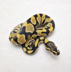 Desert ghost het Clown man, Dieren en Toebehoren, Slang, Tam, 0 tot 2 jaar