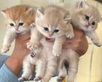Britse korthaar golden shaded kittens te koop, Animaux & Accessoires, Vermifugé, Plusieurs animaux, 0 à 2 ans