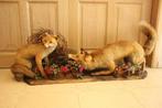 Taxidermie 2 opgezette vossen diorama, Verzamelen, Dierenverzamelingen, Ophalen, Gebruikt, Wild dier, Opgezet dier