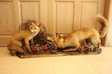 Taxidermie 2 opgezette vossen diorama beschikbaar voor biedingen
