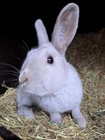 Parelgrijs Van Halle - Voedster, Vrouwelijk, Klein, 0 tot 2 jaar