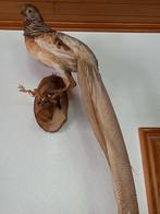 Prachtig hangende GOUD FAZANT topstaat, Enlèvement