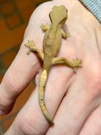 2x baby wimpergecko, Dieren en Toebehoren, Hagedis, Tam, 0 tot 2 jaar