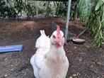 2 kippen zoeken nieuwe thuis (gratis), Femelle, Poule ou poulet