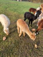 Alpaca´s te koop, Dieren en Toebehoren, Overige Dieren, Juni, Vrouwelijk