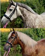 2 dames zoeken hun soulmate + WOW veulen hengst !, Merrie