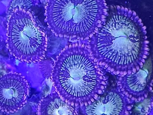 diverse stekjes van koralen, Dieren en Toebehoren, Vissen | Aquariumvissen, Zoutwatervis