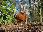 Biologische scharreleieren, op bestelling, Ophalen, Nieuw, Overige typen