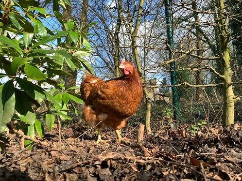 Biologische scharreleieren, op bestelling, Dieren en Toebehoren, Pluimvee | Toebehoren, Nieuw, Overige typen, Ophalen