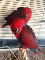 edelpapegaai popje, Dieren en Toebehoren, Vogels | Parkieten en Papegaaien, Vrouwelijk, Papegaai, Geringd