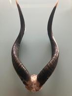 Defenses, Collections, Collections Animaux, Enlèvement, Utilisé, Animal sauvage, Bois ou Tête