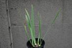 Iris 'Cliffs of Dover', Tuin en Terras, Planten | Tuinplanten, Ophalen, Lente, Vaste plant, Volle zon