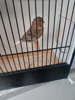 Gladkop gloster man, Dieren en Toebehoren, Mannelijk, Postuurkanarie