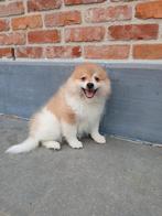 Keeshond, Dieren en Toebehoren, België, 8 tot 15 weken, Meerdere, Fokker | Professioneel