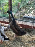 Twee eenden mannetjes te koop, Dieren en Toebehoren, Pluimvee