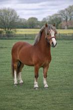 Super knappe welsh ruin, Dieren en Toebehoren, Pony's, Ruin, Onbeleerd