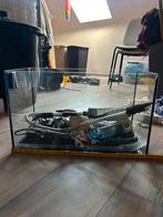 Aquarium vissen, Ophalen