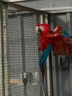 Kweekkoppels ara’s, Dieren en Toebehoren, Papegaai