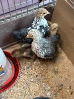 Cochin kuikens, Dieren en Toebehoren