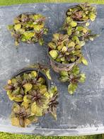 Ajuga Atropurpurea, Ophalen, Halfschaduw