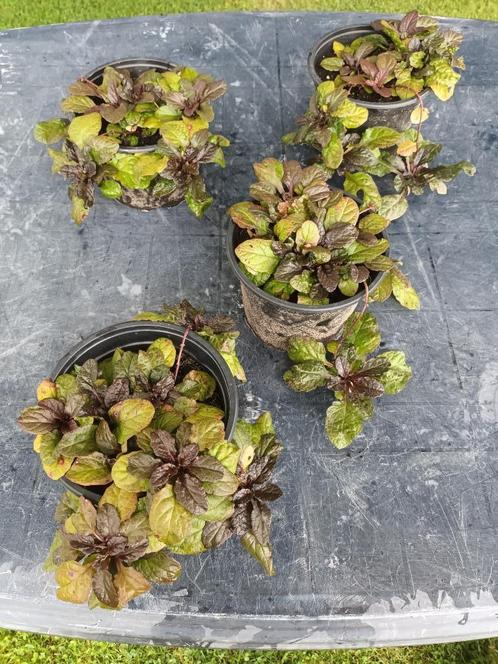 Ajuga Atropurpurea, Tuin en Terras, Planten | Tuinplanten, Halfschaduw, Ophalen