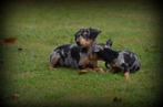 Pinscher pups, België, Overige rassen, CDV (hondenziekte), 8 tot 15 weken