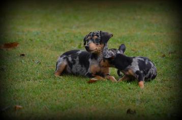 Pinscher pups beschikbaar voor biedingen