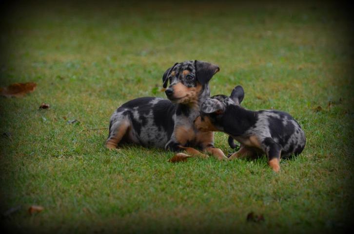 Pinscher pups, Dieren en Toebehoren, Honden | Bulldogs, Pinschers en Molossers, Meerdere dieren, Overige rassen, Fokker | Professioneel