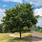 Carpinus betulus. 4 morceaux de charme et plus de 8 verrues, Jardin & Terrasse, Plantes | Arbres, Enlèvement ou Envoi, Arbre à bulbes