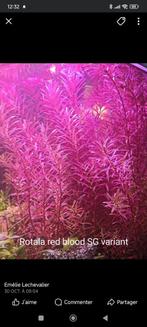 Plantes aquarium, Dieren en Toebehoren, Vissen | Aquaria en Toebehoren, Ophalen