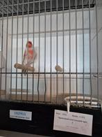 Te koop, Dieren en Toebehoren, Vogels | Kanaries, Meerdere dieren, Kleurkanarie