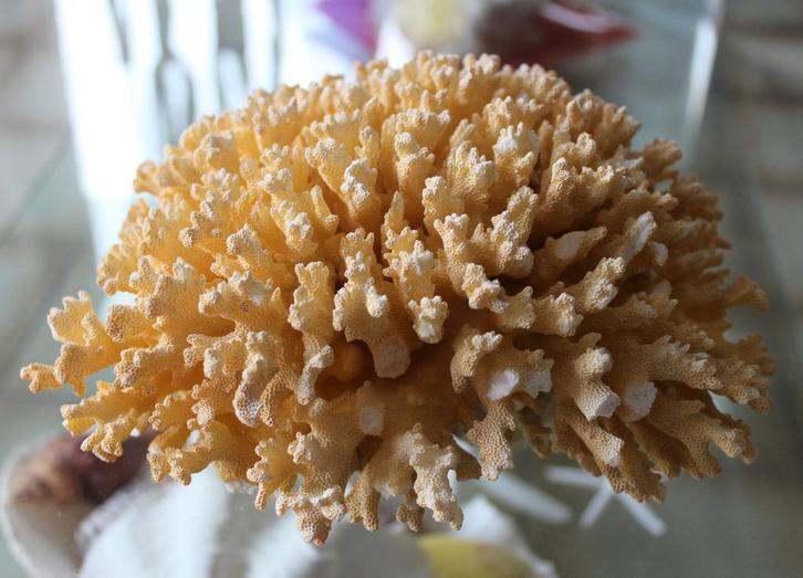 CORAIL, Collections, Minéraux & Fossiles, Enlèvement ou Envoi