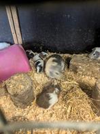 Jonge cavias, Dieren en Toebehoren, Knaagdieren, November, Cavia