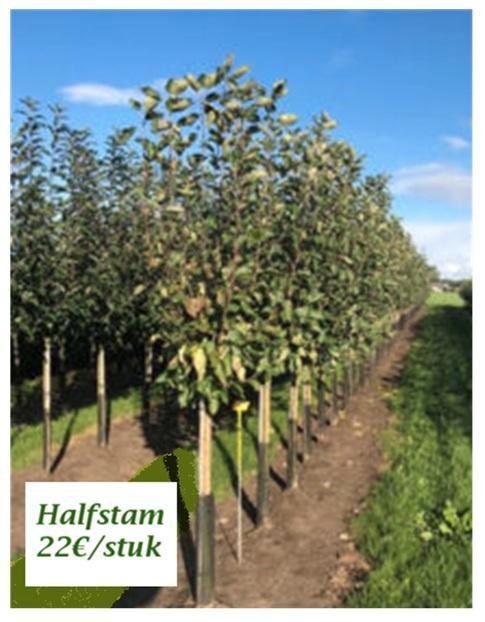 APPELBOMEN oa HALFSTAM, BOMEN VAN NU REEDS 1,80/+ = 22€/stuk, Tuin en Terras, Planten | Tuinplanten, Vaste plant, Fruitplanten